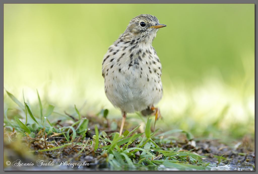 Il soggetto sconosciuto... Pispola?
